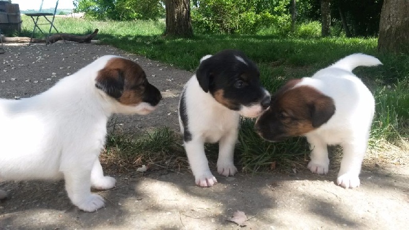 des Liens du Feu - Fox Terrier Poil lisse - Portée née le 17/04/2015