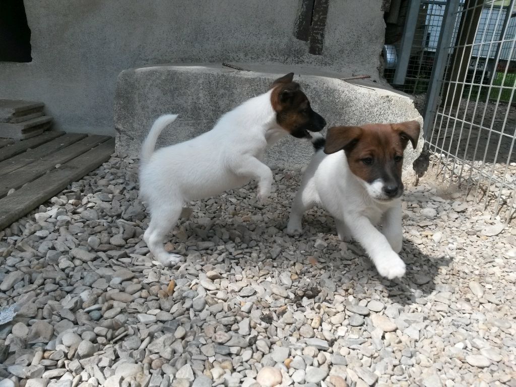 des Liens du Feu - Fox Terrier Poil lisse - Portée née le 08/03/2017