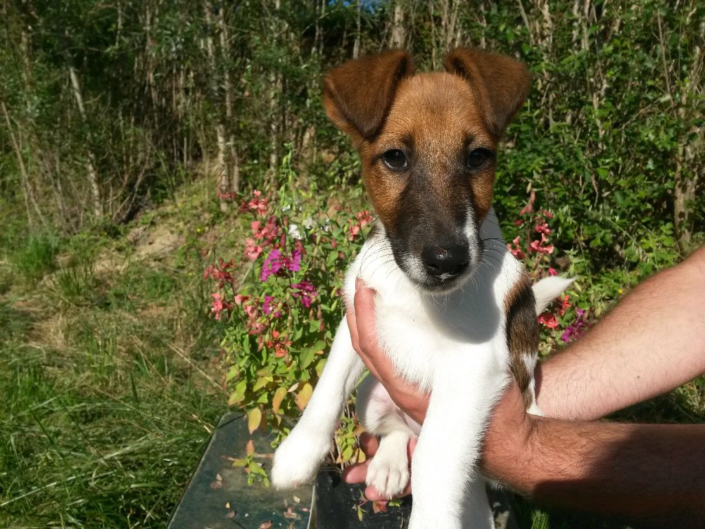 des Liens du Feu - Fox Terrier Poil lisse - Portée née le 14/03/2017