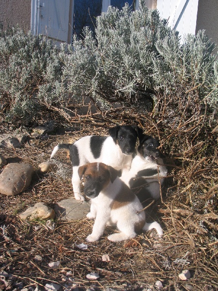 des Liens du Feu - Fox Terrier Poil lisse - Portée née le 28/10/2010