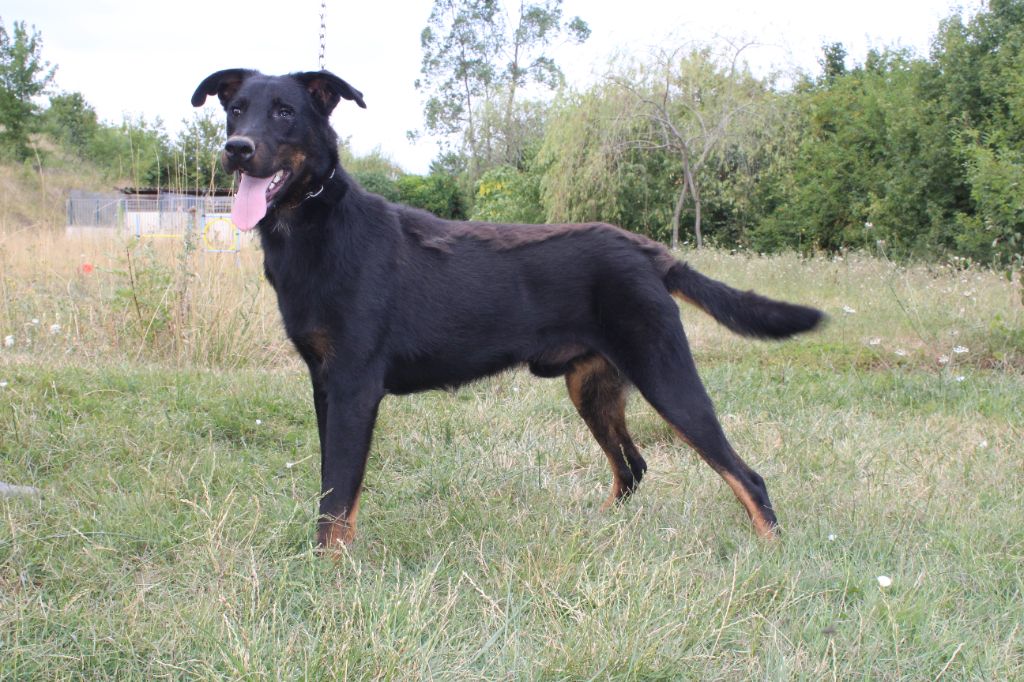 chiot Berger de Beauce des Liens du Feu