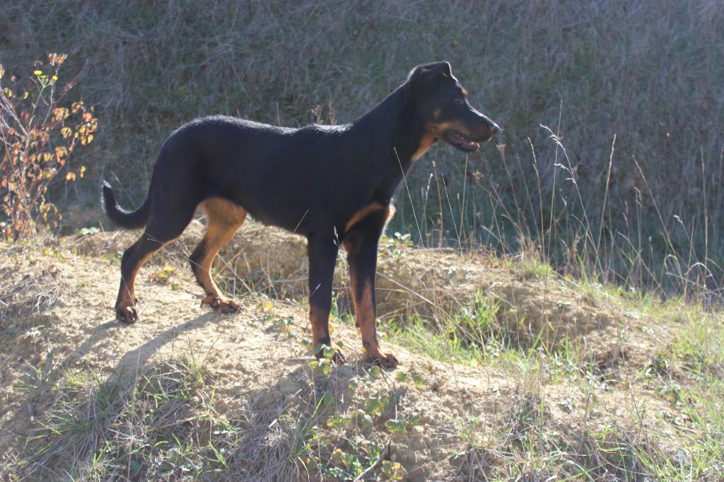 chiot Berger de Beauce des Liens du Feu