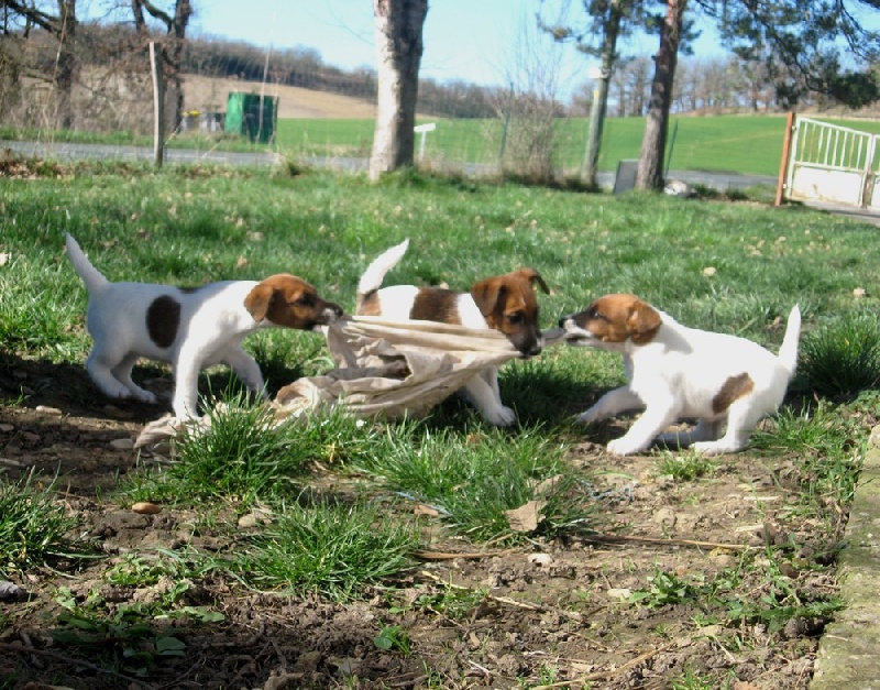 des Liens du Feu - Fox Terrier Poil lisse - Portée née le 07/01/2014