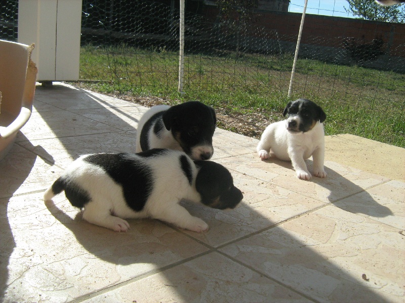 des Liens du Feu - Fox Terrier Poil lisse - Portée née le 08/10/2009