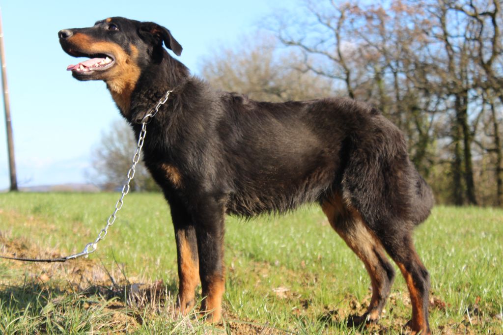 chiot Berger de Beauce des Liens du Feu