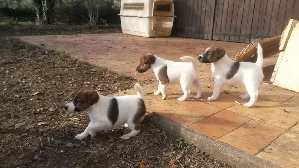 des Liens du Feu - Fox Terrier Poil lisse - Portée née le 02/11/2017