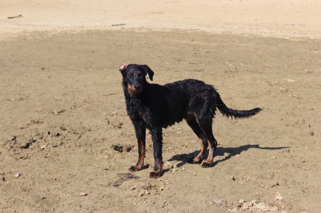 chiot Berger de Beauce des Liens du Feu