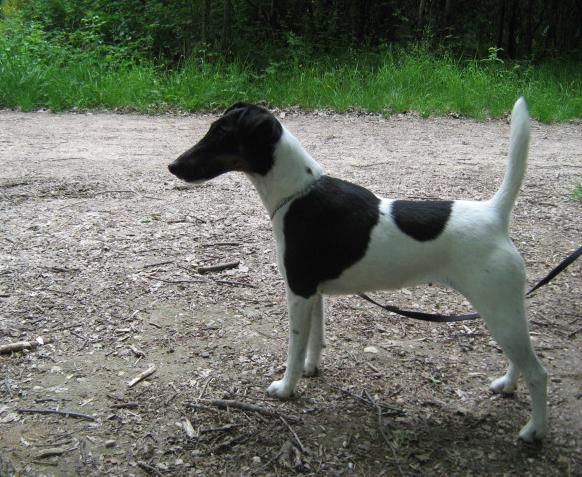 Ulia du mont des titans