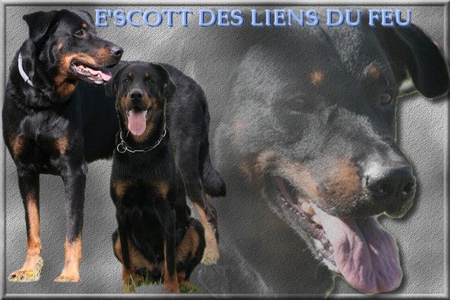 E'scott des Liens du Feu