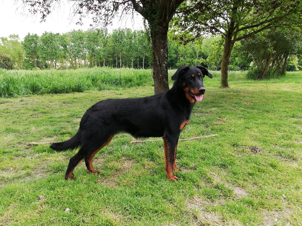 Ottaca des Liens du Feu