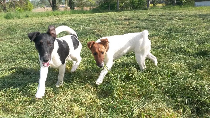 Chiot Fox Terrier Poil lisse des Liens du Feu
