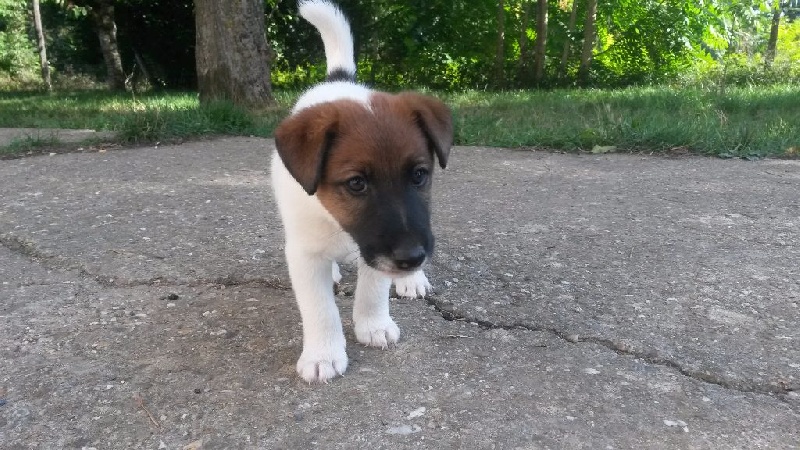 des Liens du Feu - Fox Terrier Poil lisse - Portée née le 04/07/2015