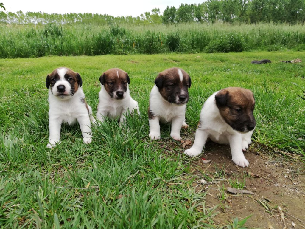 Chiot Fox Terrier Poil lisse des Liens du Feu