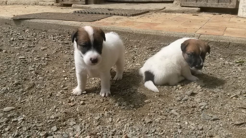 des Liens du Feu - Fox Terrier Poil lisse - Portée née le 19/07/2018
