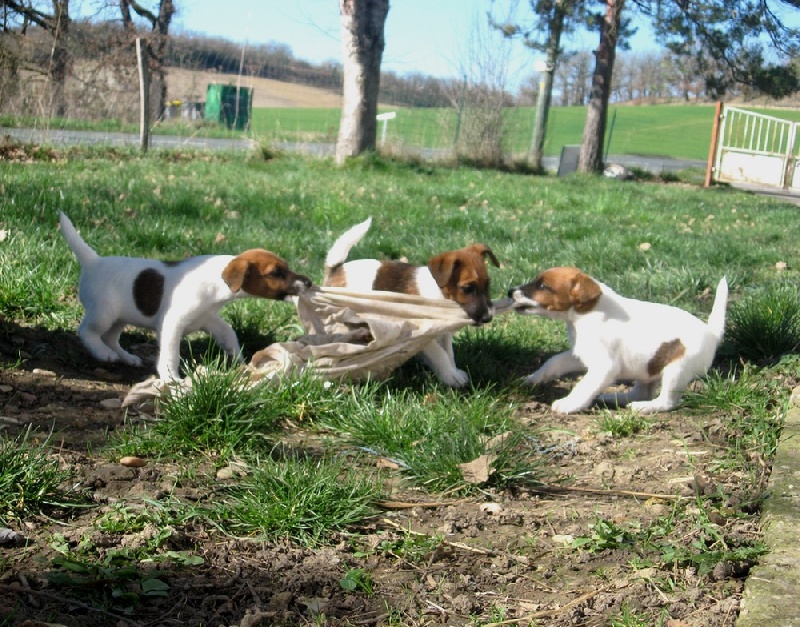 des Liens du Feu - Fox Terrier Poil lisse - Portée née le 07/01/2014