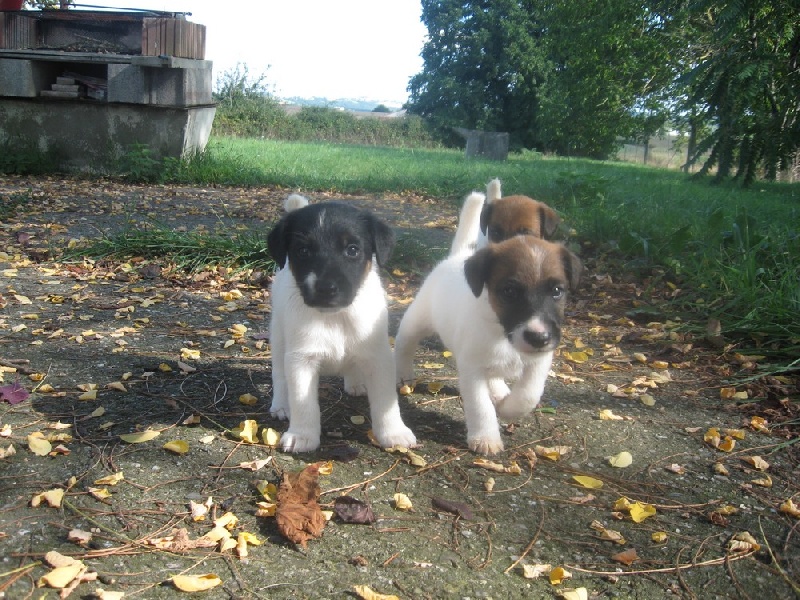 Chiot Fox Terrier Poil lisse des Liens du Feu